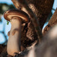 IN-STOCK  Taurus Workshop 5-inch Wild Vegetable Elf Mushroom Weasel